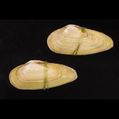 チュウハナグモリ Glauconome  rugosafig.1