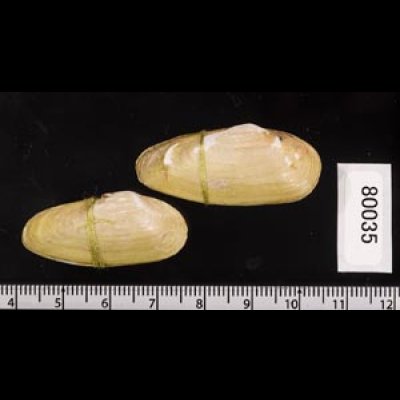チュウハナグモリ Glauconome  rugosafig.2