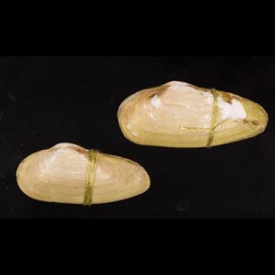 チュウハナグモリ Glauconome  rugosafig.1