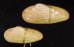 チュウハナグモリ Glauconome  rugosafig.1