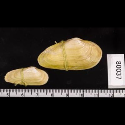 チュウハナグモリ Glauconome  rugosafig.2
