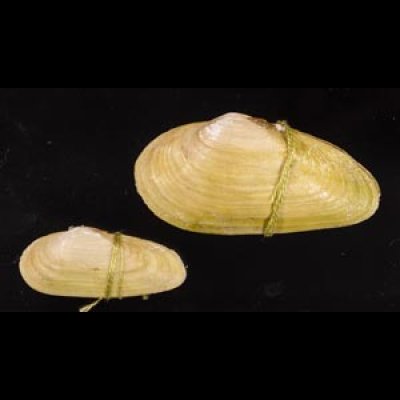 チュウハナグモリ Glauconome  rugosafig.1