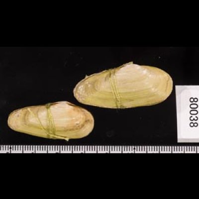チュウハナグモリ Glauconome  rugosafig.2