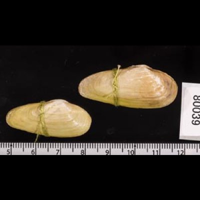 チュウハナグモリ Glauconome  rugosafig.2