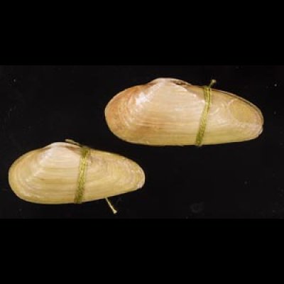 チュウハナグモリ Glauconome  rugosafig.1