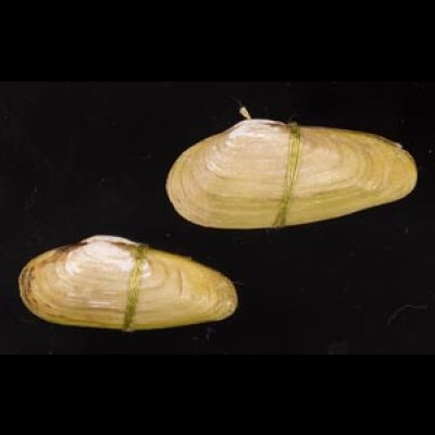 チュウハナグモリ Glauconome  rugosafig.1
