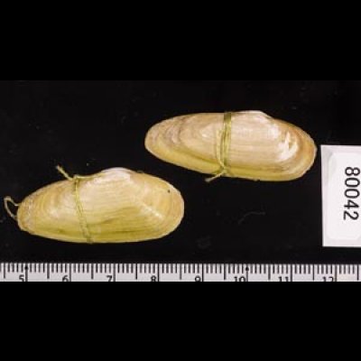 チュウハナグモリ Glauconome  rugosafig.2