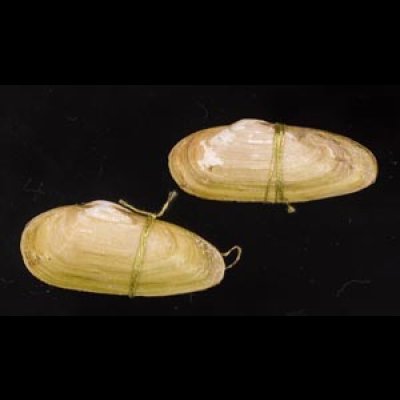チュウハナグモリ Glauconome  rugosafig.1
