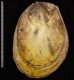 コサメオオハネ Acesta philippinensisfig.2