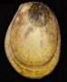 コサメオオハネ Acesta philippinensisfig.1