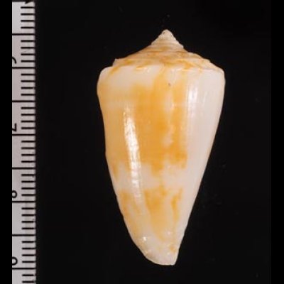 リシケイモ Conus lischkeanusfig.2