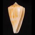 Conus lischkeanus リシケイモ