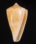 Conus lischkeanus リシケイモ