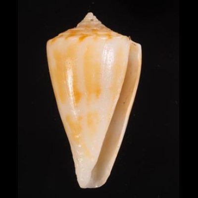 リシケイモ Conus lischkeanusfig.1