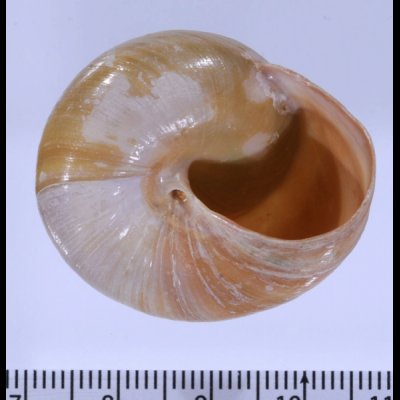 ミドリタチバナマイマイ Asperitas bimaensis viridisfig.3