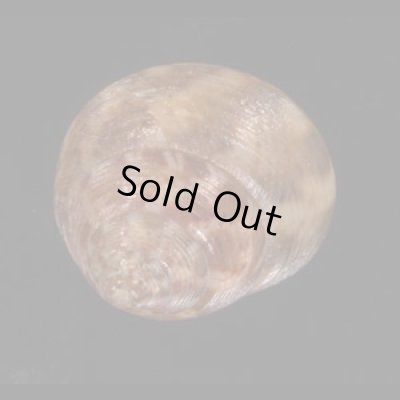 画像2: アダンソンシタダミ