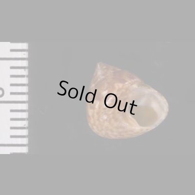 画像3: アダンソンシタダミ