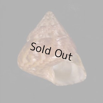 画像1: アダンソンシタダミ