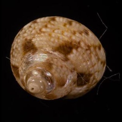 アダンソンシタダミ Gibbula adansonifig.2