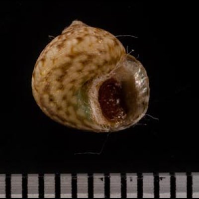 アダンソンシタダミ Gibbula adansonifig.3