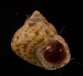 Gibbula adansoni アダンソンシタダミ