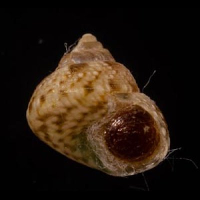 アダンソンシタダミ Gibbula adansonifig.1