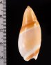 ヒノモトボタル Amalda  hinomotoensisfig.2