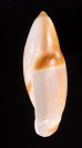 ヒノモトボタル Amalda  hinomotoensisfig.3