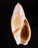 ヒノモトボタル Amalda  hinomotoensisfig.1