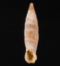 Albinaria xanthostoma ロドポスアオギセル 仮称