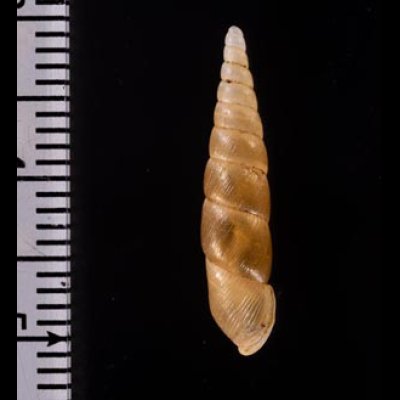 イリオモテコギセル Euphaedusa stearnsii iriomotensisfig.2
