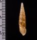 イリオモテコギセル Euphaedusa stearnsii iriomotensisfig.2