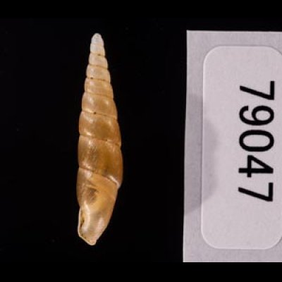 イリオモテコギセル Euphaedusa stearnsii iriomotensisfig.3