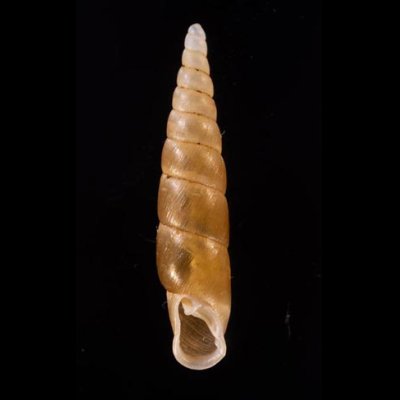 イリオモテコギセル Euphaedusa stearnsii iriomotensisfig.1