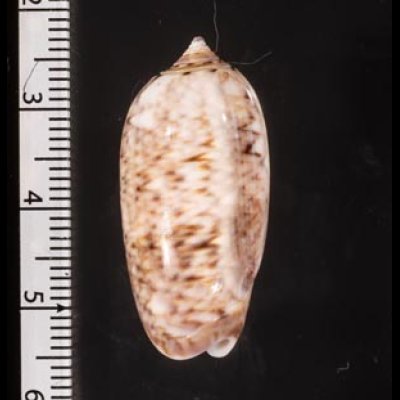 モヨウマクラ Oliva flammulatafig.2