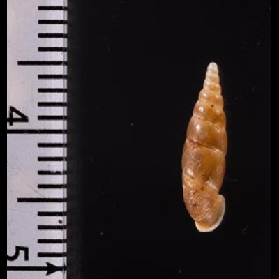 ヒラドギセル Paganizaptyx subignobilisfig.2