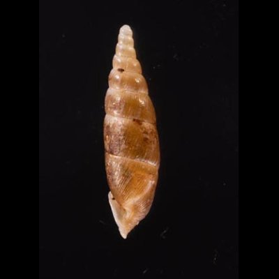 ヒラドギセル Paganizaptyx subignobilisfig.3