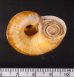 マナビヤマタニシ (仮称) Aperostoma manabensefig.3