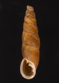 Stereophaedusa valida オキナワギセル