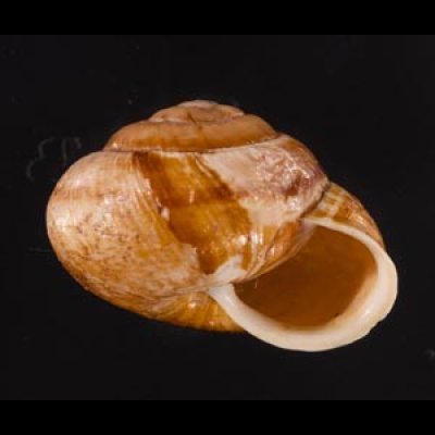 サヤガタドイツマイマイの一種 Arianta  arbustorum alpicolafig.2