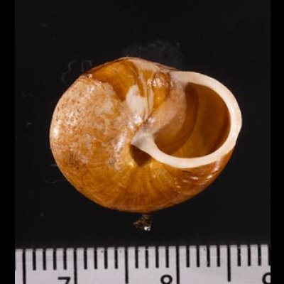 サヤガタドイツマイマイの一種 Arianta  arbustorum alpicolafig.3