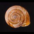 サヤガタドイツマイマイの一種