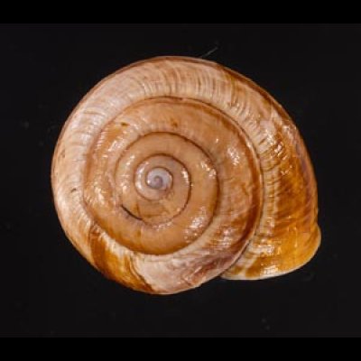 サヤガタドイツマイマイの一種 Arianta  arbustorum alpicolafig.1
