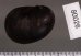 アカグチカノコ Neritina petitifig.2