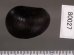 アカグチカノコ Neritina petitifig.2