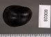 アカグチカノコ Neritina petitifig.2