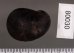 アカグチカノコ Neritina petitifig.2