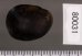 アカグチカノコ Neritina petitifig.2