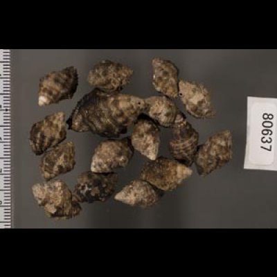 画像2: ウネレイシダマシ