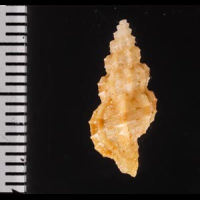 ホラナリコウシツブ Tritonoturris amabilisfig.2
